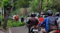 Perempesan Ranting di Jalan HOS Cokroaminoto Banyuwangi: Antisipasi Hujan dan Angin Kencang