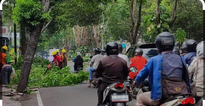 Perempesan Ranting di Jalan HOS Cokroaminoto Banyuwangi: Antisipasi Hujan dan Angin Kencang