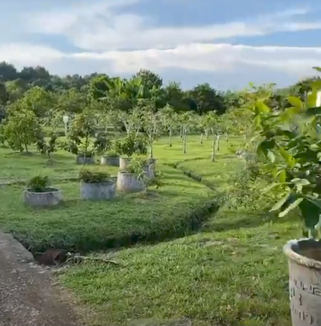Keanekaragaman Buah di Taman Buah Selong: Destinasi Edukasi dan Argo Wisata Manuk