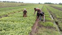 Polsek Tulangan Laksanakan Penanaman Sayur Bersama Petani di Desa Grabangan dalam Rangka Mendukung Asta Cita