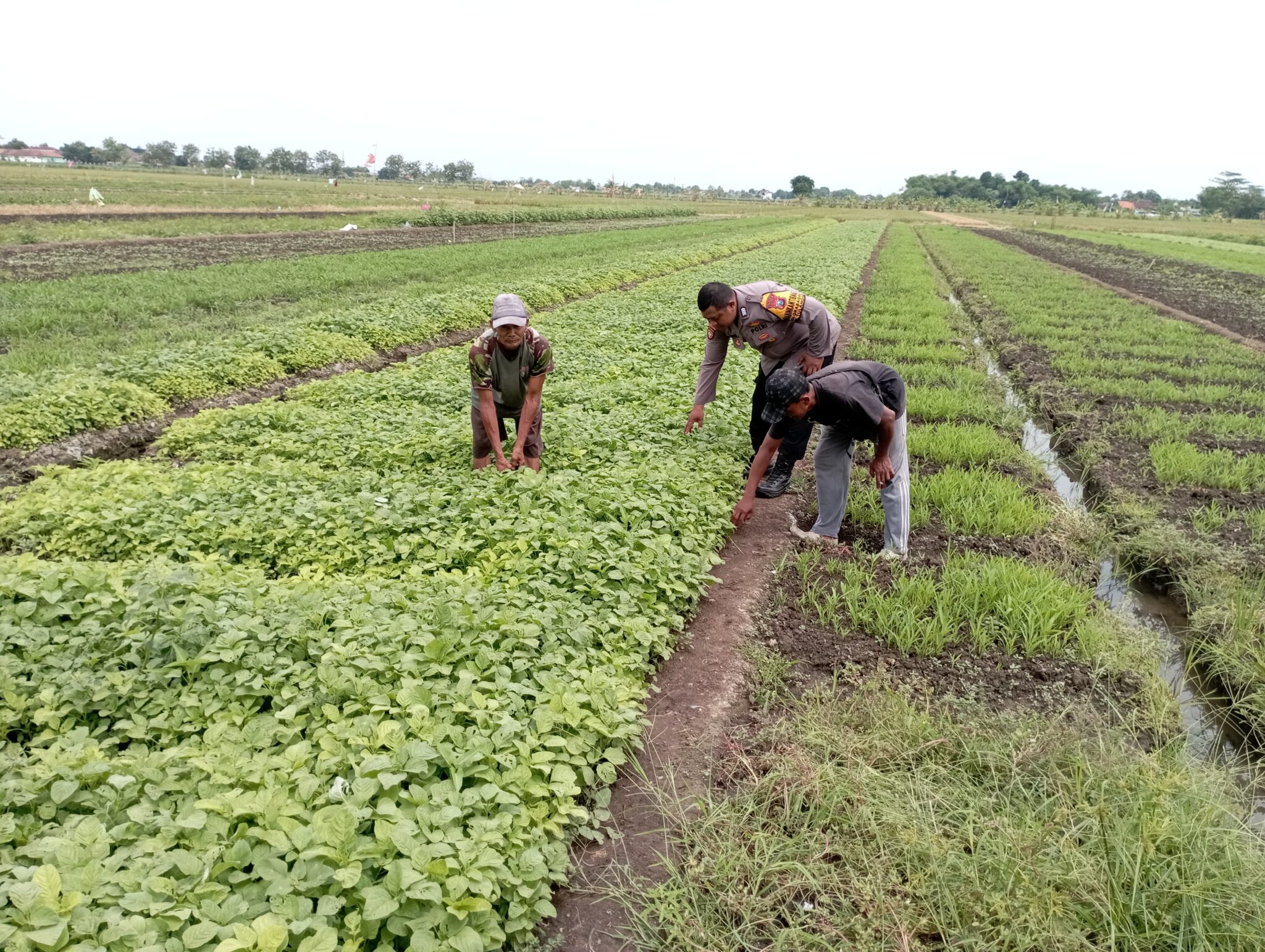 Polsek Tulangan Laksanakan Penanaman Sayur Bersama Petani di Desa Grabangan dalam Rangka Mendukung Asta Cita