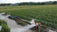Kementan Tegaskan Program Pompanisasi Berdampak Positif Pada Produksi Nasional
