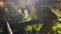 DIT SAMAPTA POLDA KEPRI EVAKUASI POHON TUMBANG AKIBAT HUJAN DISERTAI ANGIN KENCANG DI KOTA BATAM Batam – Hujan deras disertai angin kencang melanda Kota Batam, Provinsi Kepulauan Riau, pada Selasa (17/09/2024). Cuaca ekstrem ini menyebabkan beberapa pohon tumbang di sejumlah titik. Personel Dit Samapta Polda Kepri segera turun ke lapangan untuk mengevakuasi pohon-pohon tumbang tersebut dan memastikan arus lalu lintas kembali lancar. Terdapat empat titik lokasi kejadian pohon tumbang yang berhasil ditangani oleh tim Dit Samapta. Pada lokasi pertama di depan PLTU Punggur, Batam, pohon besar tumbang menutupi sebagian jalan raya dan menghambat arus lalu lintas. Personel Dit Samapta Polda Kepri segera melakukan pemotongan pohon hingga jalan kembali normal. Kemudian di lokasi kedua, Pohon tumbang di Jalan Raya Lampu Merah Putri Hijau, tepat di depan RS Graha Hermin, menyebabkan kemacetan sementara sebelum petugas berhasil membersihkannya. Selanjutnya di lokasi ketiga, Pohon tumbang di Jalan Raya tepat di perumahan Taman Asri Tiban, menyebabkan kemacetan dan di lokasi keempat di Montigo Resort, di mana sebuah pohon besar tumbang menimpa dua unit mobil, namun berhasil dievakuasi tanpa korban jiwa. Dir Samapta Polda Kepri Kombes. Pol. Joko Adi Nugroho, S.I.K., M.T., melalui Kabidhumas Polda Kepri Kombes Pol Zahwani Pandra Arsyad, S.H., M.Si., menyampaikan bahwa seluruh proses evakuasi dilakukan dengan cepat dan aman. seluruh personel telah bergerak sigap untuk memastikan keamanan dan kenyamanan masyarakat selama cuaca buruk berlangsung. Pihak kepolisian mengimbau masyarakat untuk selalu waspada terhadap kondisi cuaca ekstrem dan segera melaporkan kejadian yang memerlukan bantuan. “Kami mengapresiasi laporan cepat dari masyarakat, sehingga petugas dapat segera turun ke lapangan. Kami juga terus bersiaga untuk menghadapi potensi cuaca buruk di hari-hari mendatang," ujar Kabidhumas Polda Kepri Kombes Pol Zahwani Pandra Arsyad, S.H., M.Si. “Tidak terdapat korban jiwa dalam peristiwa ini, namun beberapa kerugian material tercatat, termasuk kendaraan yang rusak akibat tertimpa pohon tumbang dan arus lalu lintas di semua titik lokasi sudah kembali normal,” jelas Kabidhumas Polda Kepri Polda Kepri Kombes Pol Zahwani Pandra Arsyad, S.H., M.Si. “Polda Kepri akan terus berkomitmen untuk memberikan pelayanan yang terbaik demi keamanan dan kenyamanan bersama,” tutur Kabidhumas Polda Kepri Polda Kepri Kombes Pol Zahwani Pandra Arsyad, S.H., M.Si. Terakhir, Kabidhumas Polda Kepri Kombes. Pol. Zahwani Pandra Arsyad, S.H., M.Si., menambahkan pesan kepada masyarakat yang ingin mengadukan atau melihat peta kerawanan serta memerlukan bantuan kepolisian dapat menghubungi Call Center polisi 110 atau unduh aplikasi Polri Super Apps di Googleplay/APP Store. Salam Presisi Bidang Humas Polda Kepri