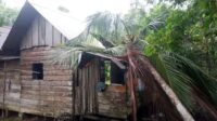 Pohon Tumbang Akibat Angin Kencang di Bunguran Utara, Satu Rumah Rusak*
