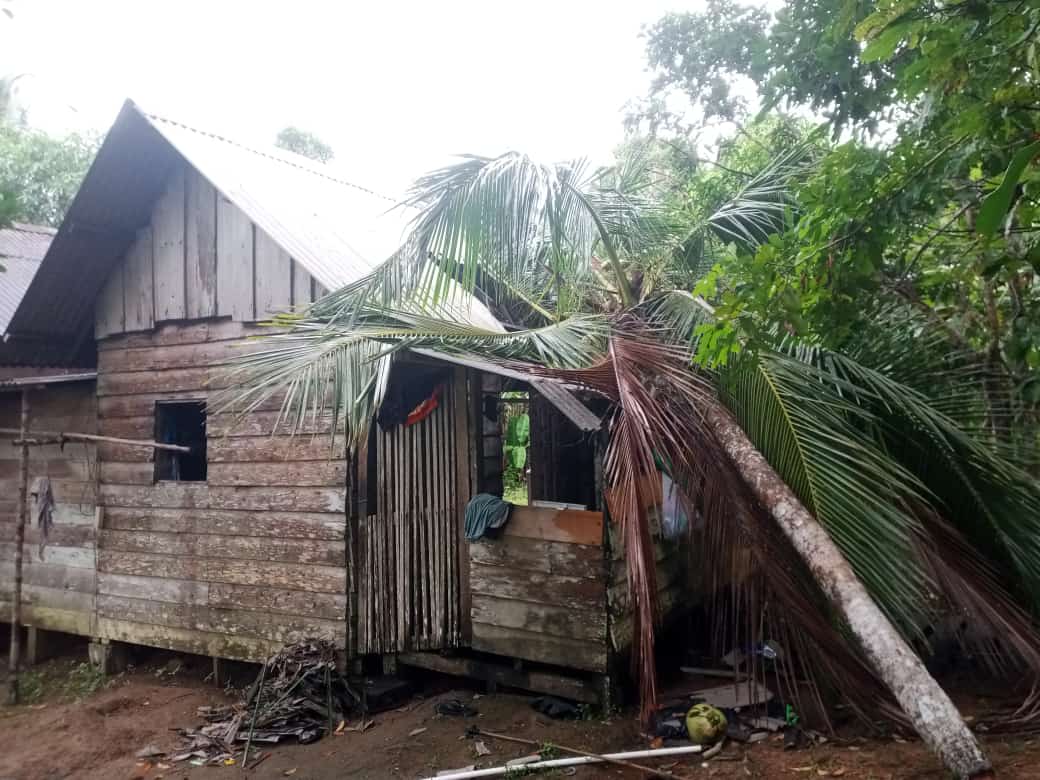 Pohon Tumbang Akibat Angin Kencang di Bunguran Utara, Satu Rumah Rusak*