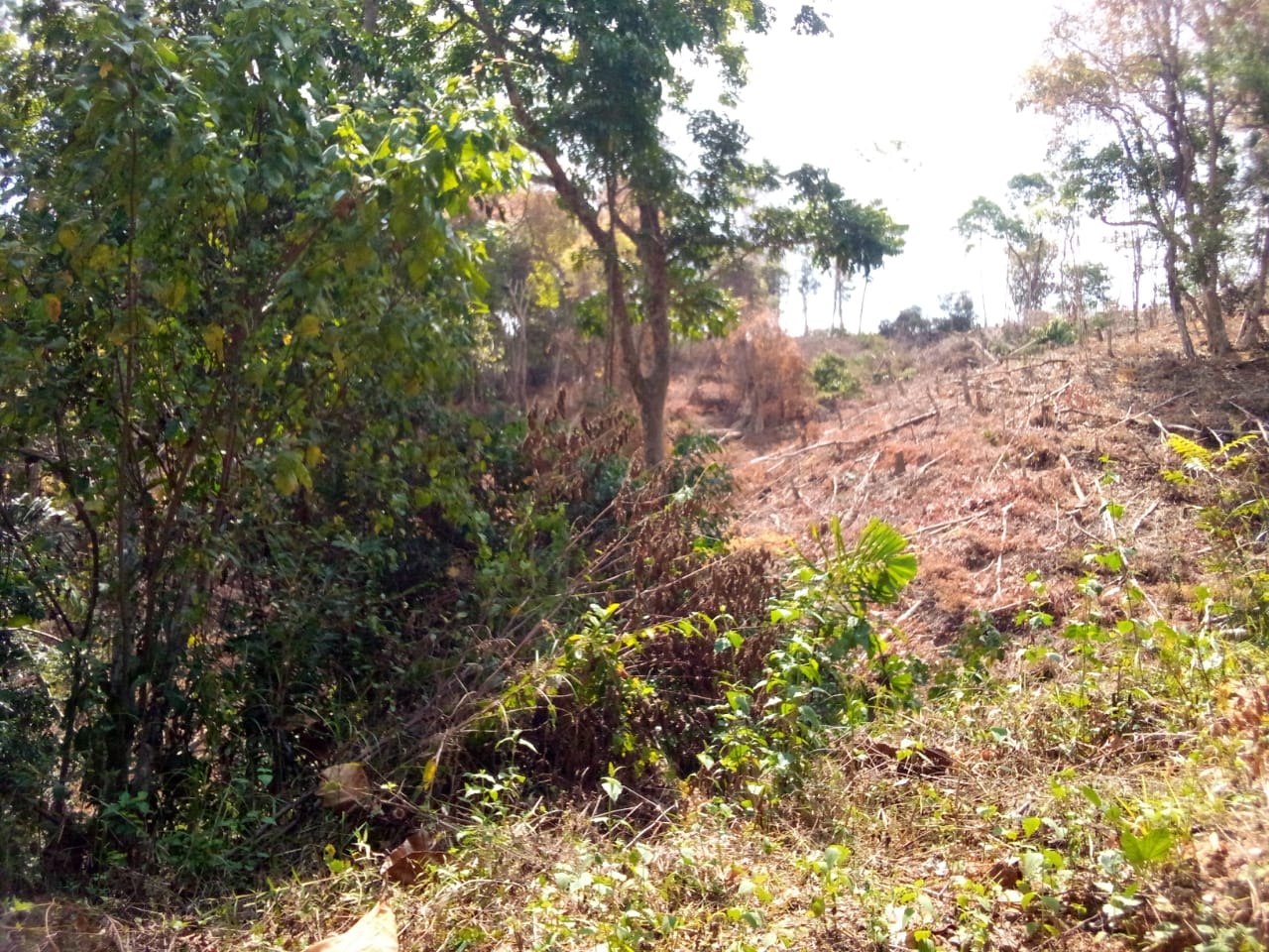 Wae Ko'ol Tolak Kesepakatan Dinas Kehutanan, Tuntut Penghancuran Tanaman di Hutan Lindung