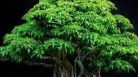 Pohon Tempat Kita Bisa Belajar Beberapa Prinsip Hidup