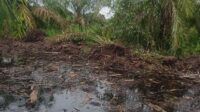 Diduga Kapolres Asahan telah tutup mata mengenai laporan perusakan tanaman dan lahan masyarakat desa teluk dalam dusun I