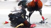 Diduga Kebal Hukum, Arena Judi Sabung Ayam Pisau & Dadu di Desa Pematang Lumut Beroperasi Bebas, APH Seakan Tutup Mata