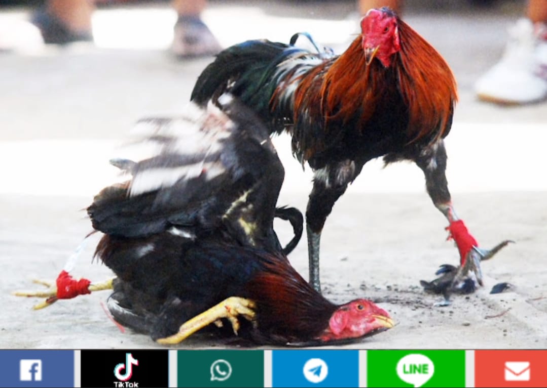 Diduga Kebal Hukum, Arena Judi Sabung Ayam Pisau & Dadu di Desa Pematang Lumut Beroperasi Bebas, APH Seakan Tutup Mata