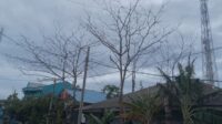 Pohon Mati dan Rawan Tumbang Disorot Wartawan
