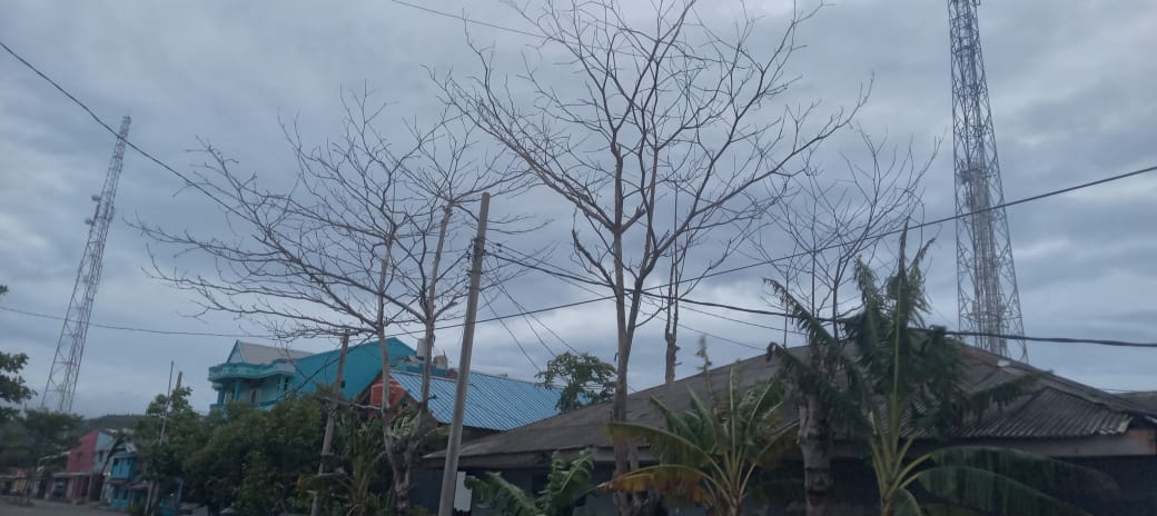 Pohon Mati dan Rawan Tumbang Disorot Wartawan