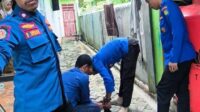 Masuk ke Rumah Warga Damkarmat Selayar Sigap Amankan Bengkarung