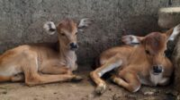 Sapi Bali Milik Pak Eko Lahirkan Sepasang Kembar