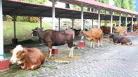 Semarak Idul Adha 1445 H, BP Batam Sembelih 14 Sapi dan 12 Kambing
