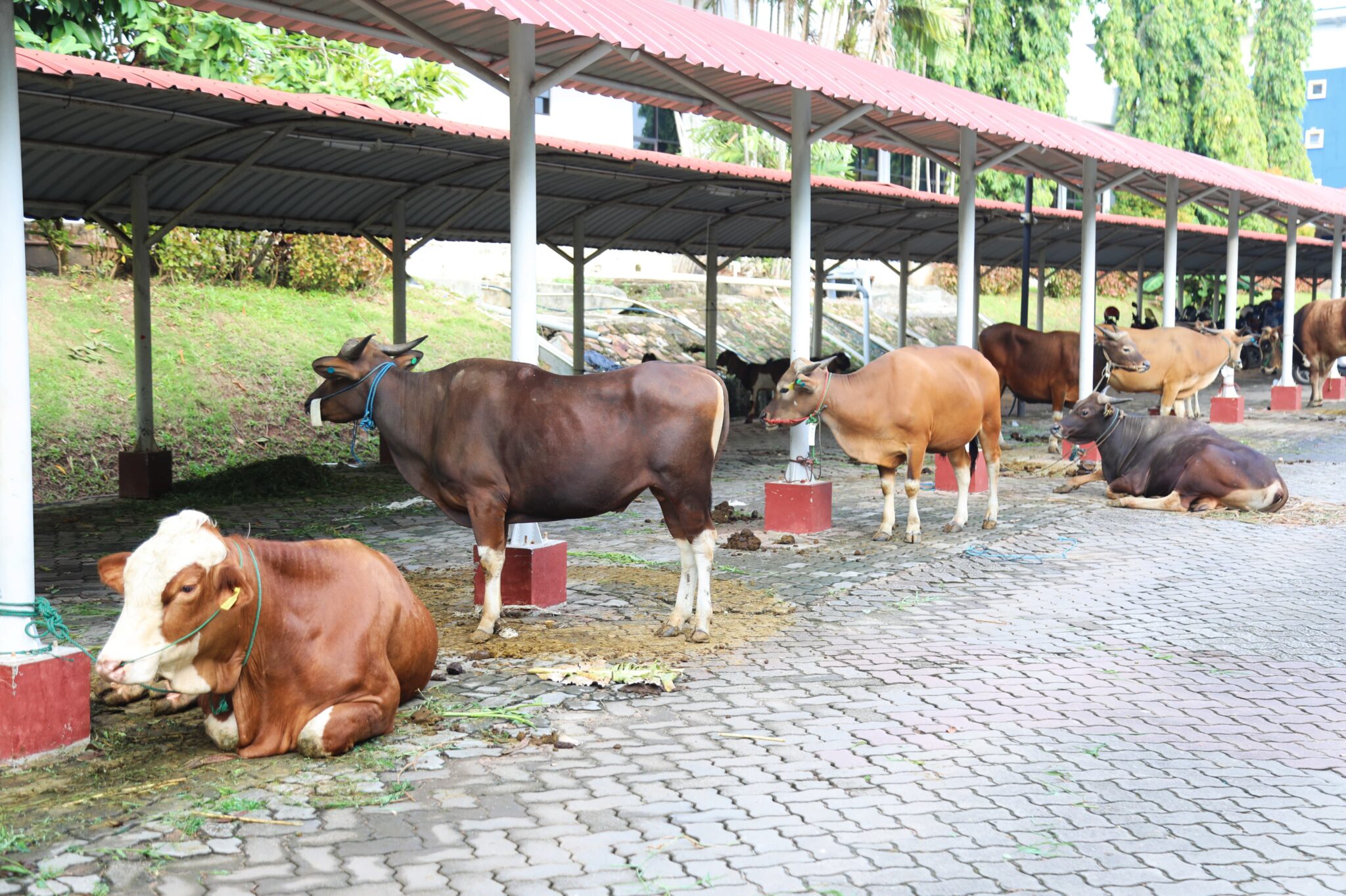 Semarak Idul Adha 1445 H, BP Batam Sembelih 14 Sapi dan 12 Kambing