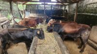 Program SIKOMANDAN Berhasil Tingkatkan Populasi Hewan Ternak Sapi dan Kerbau di Kabupaten Purwakarta