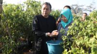 Jaga Ketahanan Pangan, Penjabat Bupati Purwakarta Gelar Panen Cabai di Kecamatan Bojong