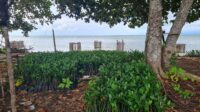50.000 Bibit Mangrove Siap Tanam di Pantai Lanud RSA: Benteng Alami dari Gempuran Ombak