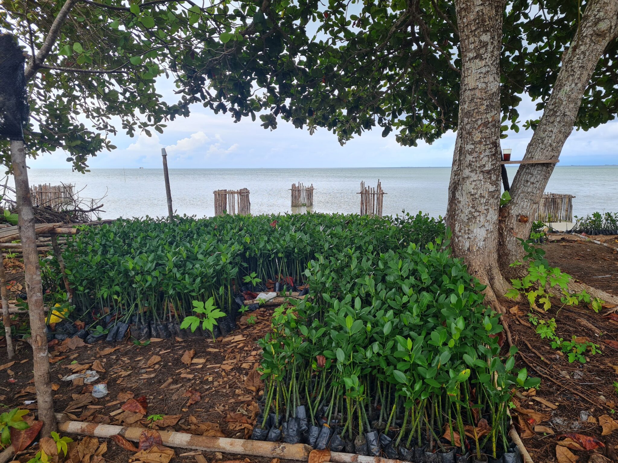 50.000 Bibit Mangrove Siap Tanam di Pantai Lanud RSA: Benteng Alami dari Gempuran Ombak