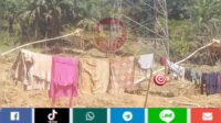 Aktivitas PETI Ditower Sutet PLN, Belakang Rumah Kades Sungai Manau Merangin