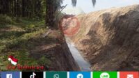 Kegiatan Replanting PT. Tri Mitra Lestari, Diduga Tidak Mengantongi Izin