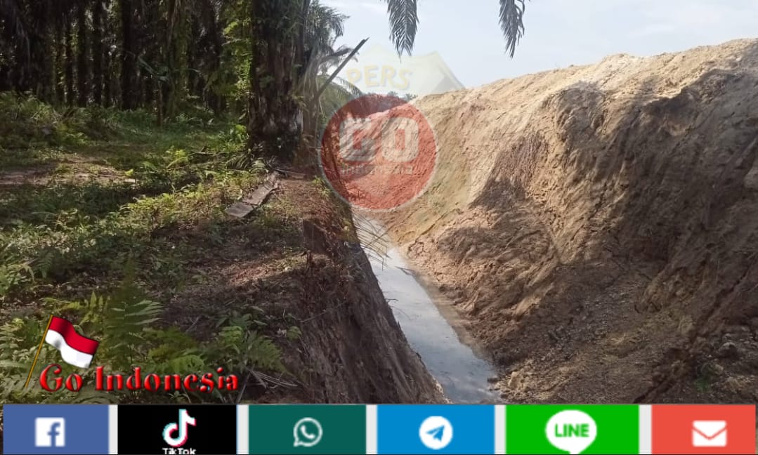 Kegiatan Replanting PT. Tri Mitra Lestari, Diduga Tidak Mengantongi Izin