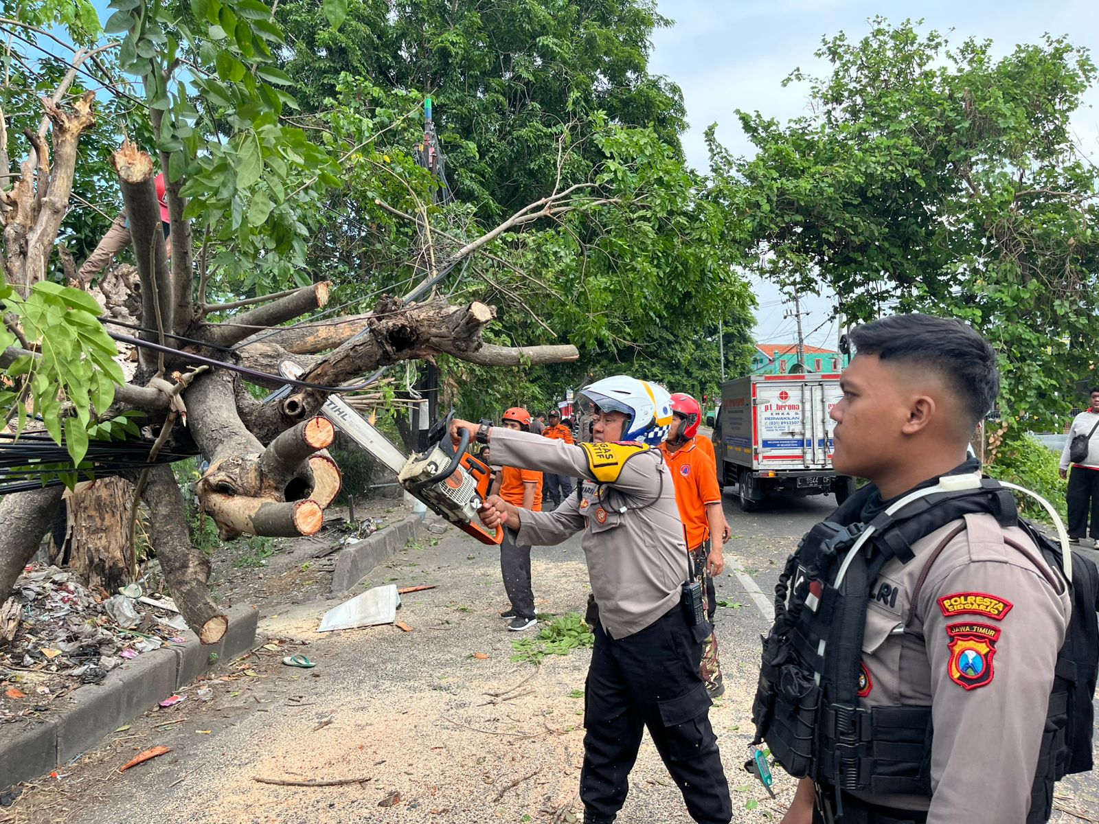 Petugas Gabungan Evakuasi Pohon Tumbang Akibat Hujan Disertai Angin Kencang di Sidoarjo
