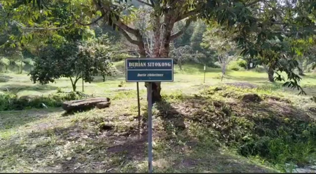 Keanekaragaman Buah di Taman Buah Selong: Destinasi Edukasi dan Argo Wisata Manuk