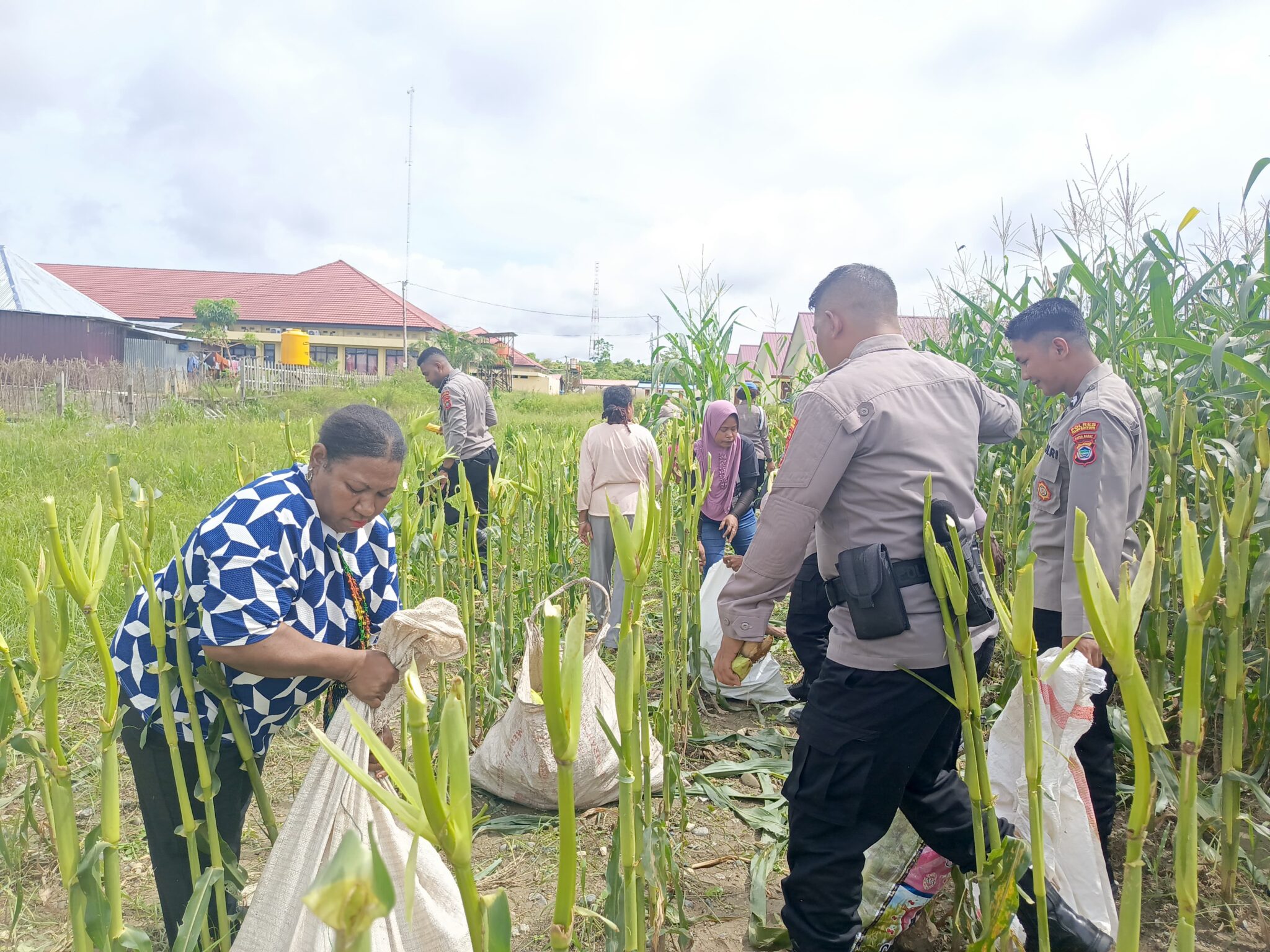 Kapolres Teluk Bintuni Pimpin Panen Raya di Kebun Bhayangkari Dalam Rangka Ketahanan Pangan Polres Teluk Bintuni