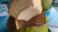Kelapa Muda Minuman Favorit di Bulan Puasa Ramadhan