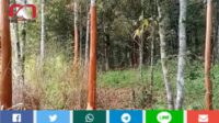 Pencurian Kulit Manis di Kerinci Marak Terjadi Menjelang Lebaran, Petani Menjerit