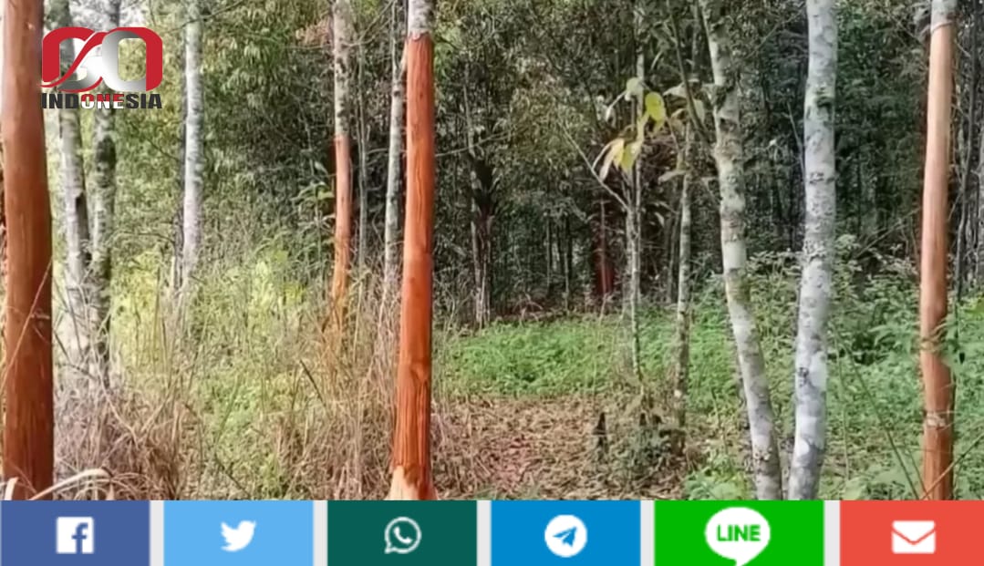 Pencurian Kulit Manis di Kerinci Marak Terjadi Menjelang Lebaran, Petani Menjerit