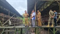 H Asmar Plt Bupati Meranti Kunjungi Kelompok Peternak Ayam Petelur di Batang Malas