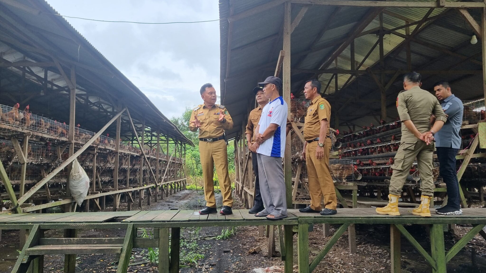 H Asmar Plt Bupati Meranti Kunjungi Kelompok Peternak Ayam Petelur di Batang Malas