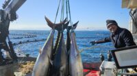 KKP Akan Adopsi Teknologi Budidaya Tuna dari Turki