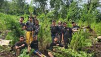 Dramatis 9 jam Berjalan Kaki, Kapolres Empat Lawang Pimpin Anggota Temukan 2 Hektar Ladang Ganja.