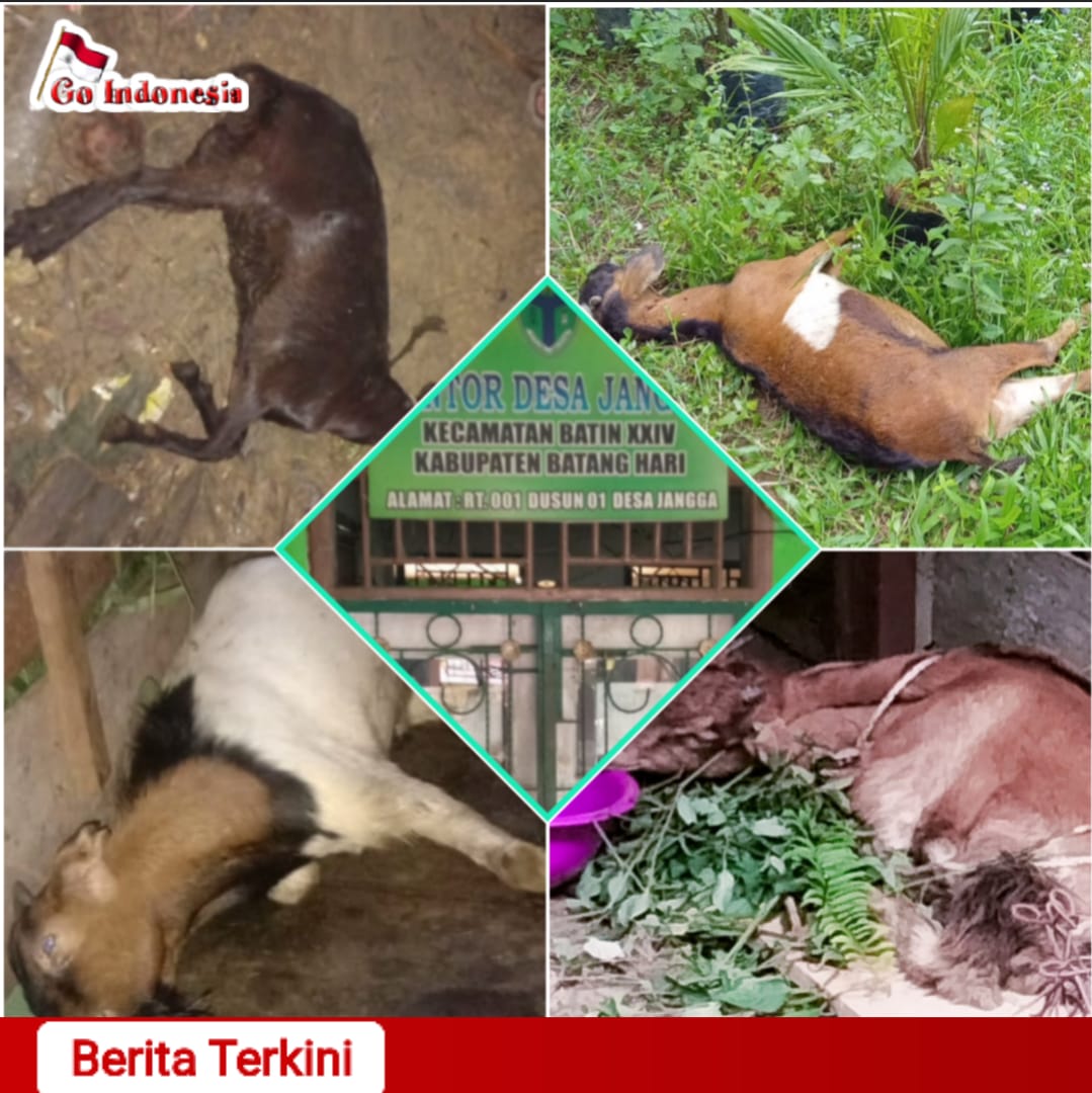 Go Indonesia foto 495