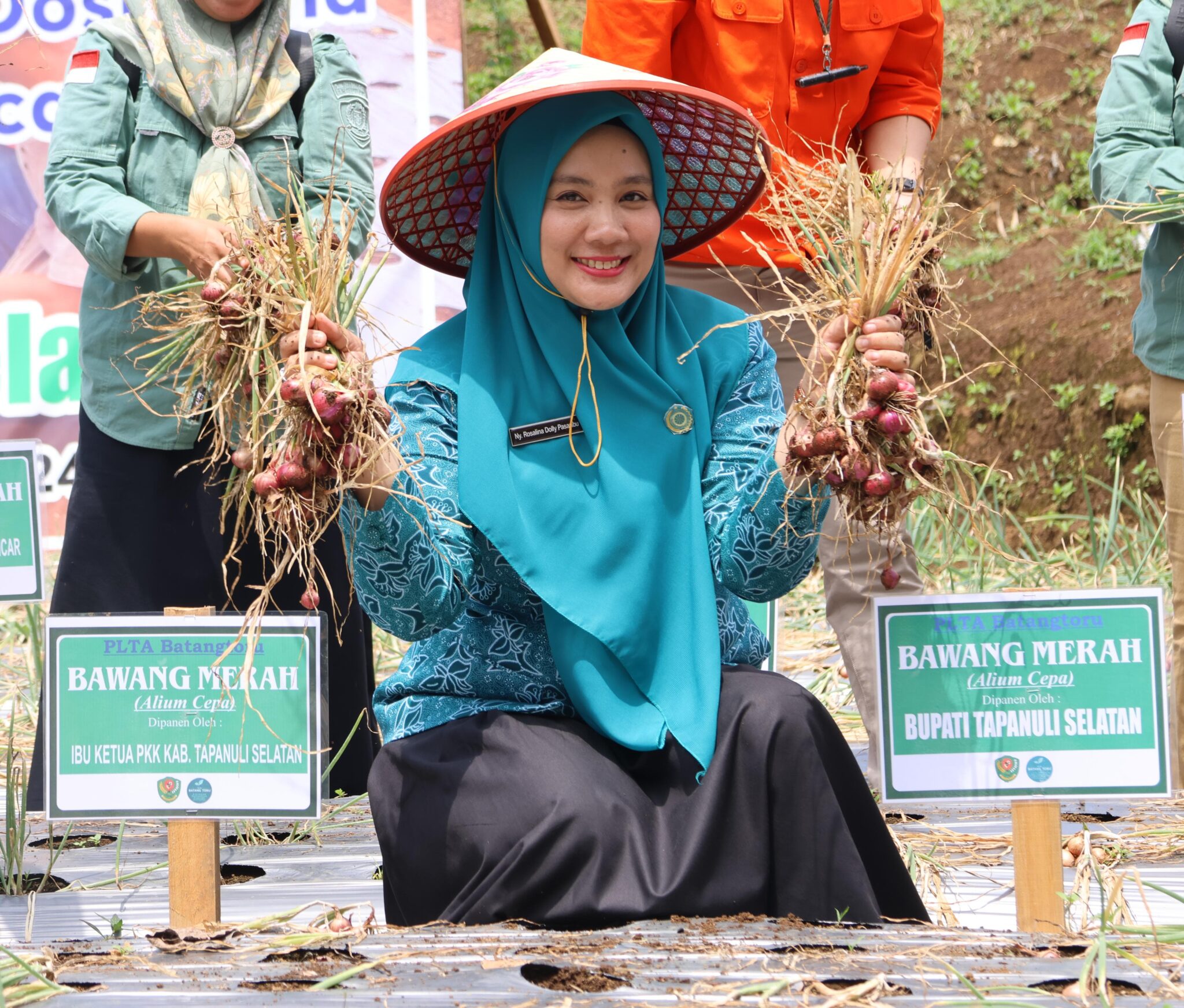 Bupati dan Ketua TP PKK Tapsel Lakukan Panen Perdana Bawang Merah Bersama Koptan Desa Simaninggir
