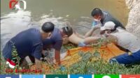 Menghebohkan!! Penemuan Mayat Perempuan Dikolam Bekas Galian Batubara di Kampung Baru