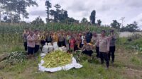 Kapolres Teluk Bintuni Pimpin Panen Raya di Kebun Bhayangkari Dalam Rangka Ketahanan Pangan Polres Teluk Bintuni