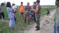 Turun ke Areal Persawahan Babinsa Koramil Sumberrejo Dampingi Kepala DKPP Bojonegoro Turun ke Areal Persawahan
