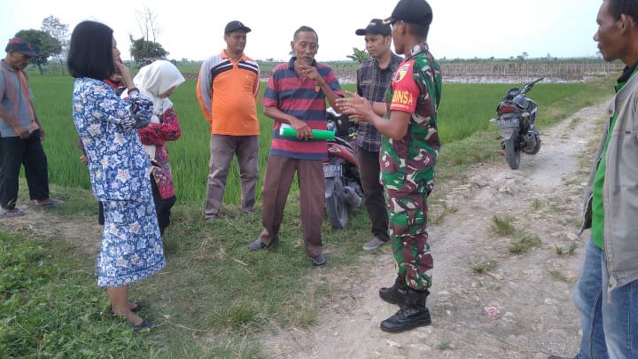 Turun ke Areal Persawahan Babinsa Koramil Sumberrejo Dampingi Kepala DKPP Bojonegoro Turun ke Areal Persawahan