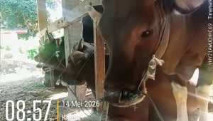 IMG 20260517 WA0188
