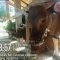 IMG 20260517 WA0188