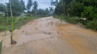 Warga Kelarik Utara Tanam Pohon Kelapa di Tengah Jalan Rusak sebagai Bentuk Protes