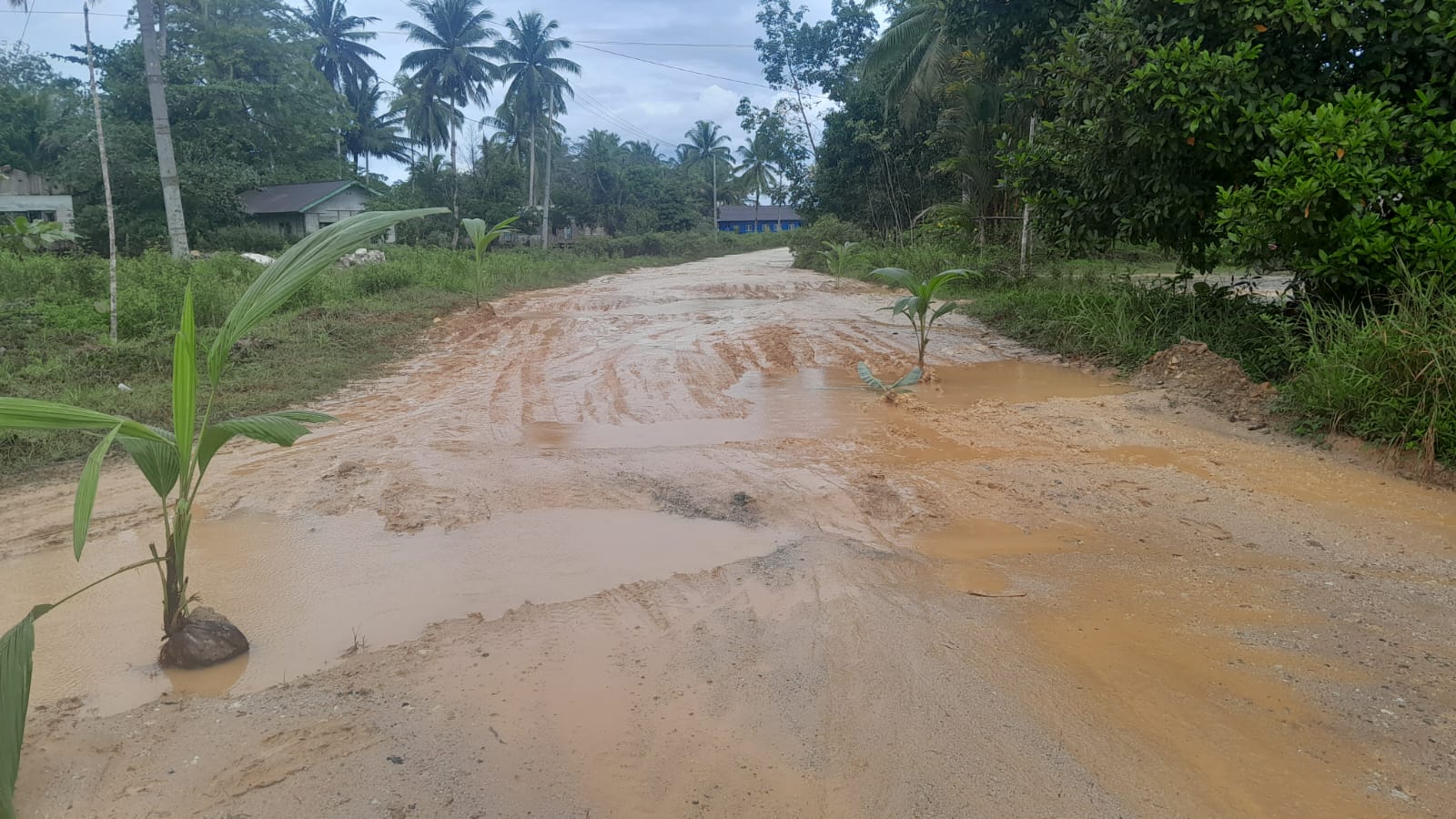 Warga Kelarik Utara Tanam Pohon Kelapa di Tengah Jalan Rusak sebagai Bentuk Protes