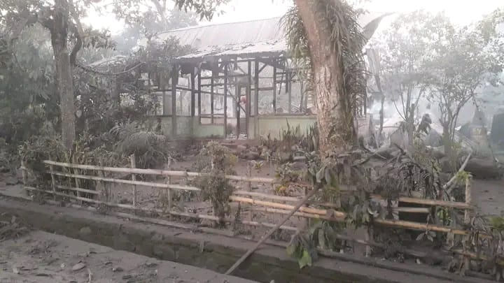 "GUNUNG LEWOTOBI KEMBALI BEREAKSI WARGA PANIK LARI MENYELAMATKAN DIRI" Gunung Lewotobi Laki-laki di Kabupaten Flores Timur, NTT kembali erupsi dahsyat pada, Minggu 3 November 2024 malam. Akibat hujan pasir dan mengeluarkan lava pijar dari arah gunung, warga panik dan lari berhamburan ke Boru Kecamatan Wulanggitang dan Kabupaten Sikka. Warga menggunakan motor hingga mobil untuk mengevakuasi diri ke tempat yang lebih aman. "Warga kebanyakan lari ke arah Boru dan Maumere,",kata Berto saat dihubungi dari Maumere, Senin 4 November 2024. Kata dia, Hingga saat ini, suasana di Desa Boru, Kecamatan Wulanggitang masih mencekam, warga masih mencari keluarga mereka yang terpencar. Menurutnya, beberapa warga dilarikan ke Puskesmas Boru karena tertimpa hujan batu saat terjadi Erupsi. Sementara itu, beberapa rumah dikabarkan terbakar akibat terdampak awan panas saat Erupsi Gunung Lewotobi Laki-laki. Dijelaskan, saat ini Gunu g Lewotobi Laki-laki berada pada status Level III (Siaga) dengan sejumlah rekomendasi. Masyarakat di sekitar Gunung Lewotobi Laki-laki tidak melakukan aktivitas apapun dalam radius 3.5 kilometer dari pusat erupsi Gunung Lewotobi Laki-laki serta sektoral 4 kilometer pada arah Utara-Timur Laut dan 5 kilometer pada sektor Timur Laut. Masyarakat di sekitar Gunung Lewotobi Laki-Laki mewaspadai potensi banjir lahar hujan pada sungai-sungai yang berhulu di puncak Gunung Lewotobi Laki-Laki jika terjadi hujan dengan intensitas tinggi. Masyarakat yang terdampak hujan abu Gunung Lewotobi Laki-laki memakai masker/penutup hidung-mulut untuk menghindari bahaya abu vulkanik pada sistem pernafasan.