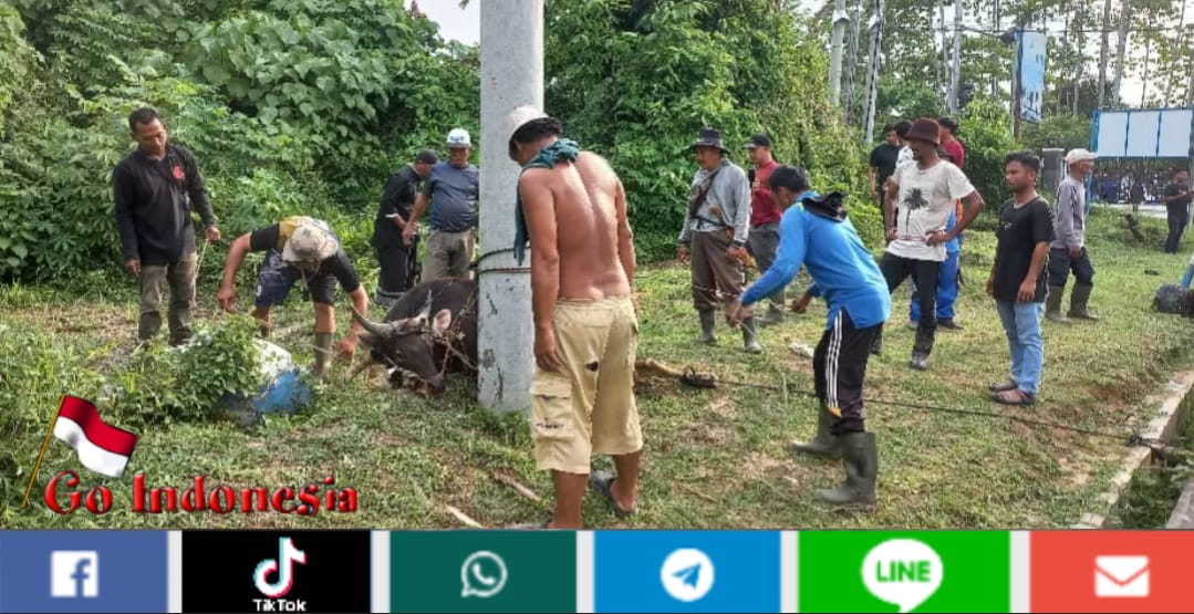 Kronologis Warga Jambi Tangkap Sapi Kurban Lepas Pakai Drone, 1 Hari Baru Ditemukan