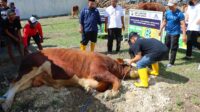 Polres Gresik Menyerahkan Sebanyak 86 Hewan Qurban di Hari Raya Idul Adha 1445 H